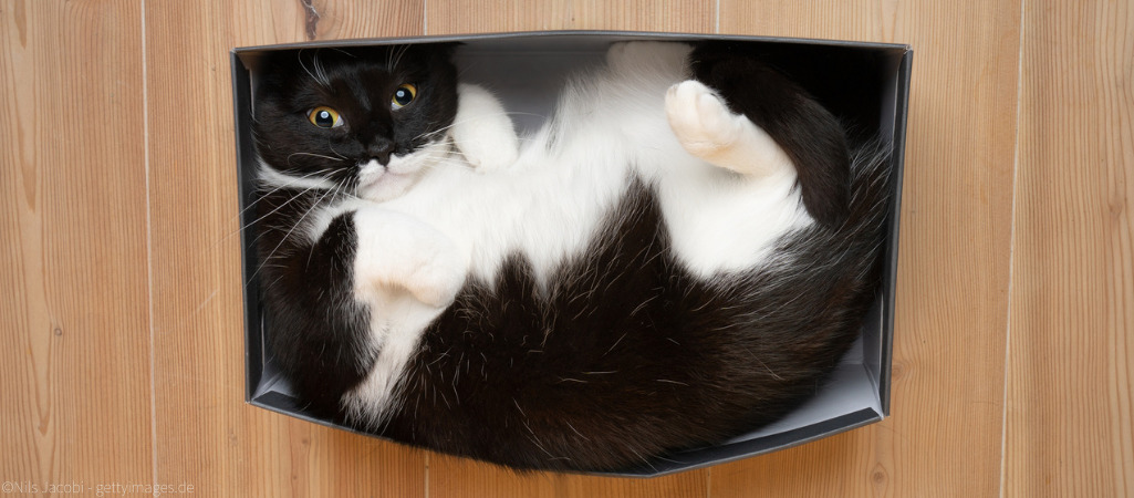 Eine Katze liegt entspannt in einem zu kleinen Karton. Wie kommt es, dass Katzen Kartons so lieben?