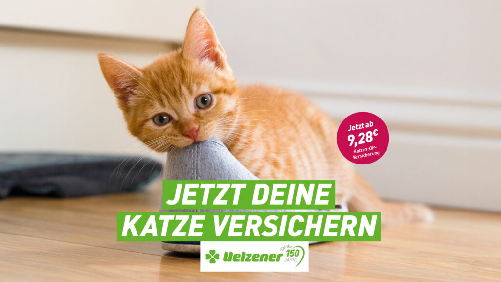 Katzenjahre in Menschenjahre umrechnen Uelzener TierMagazin