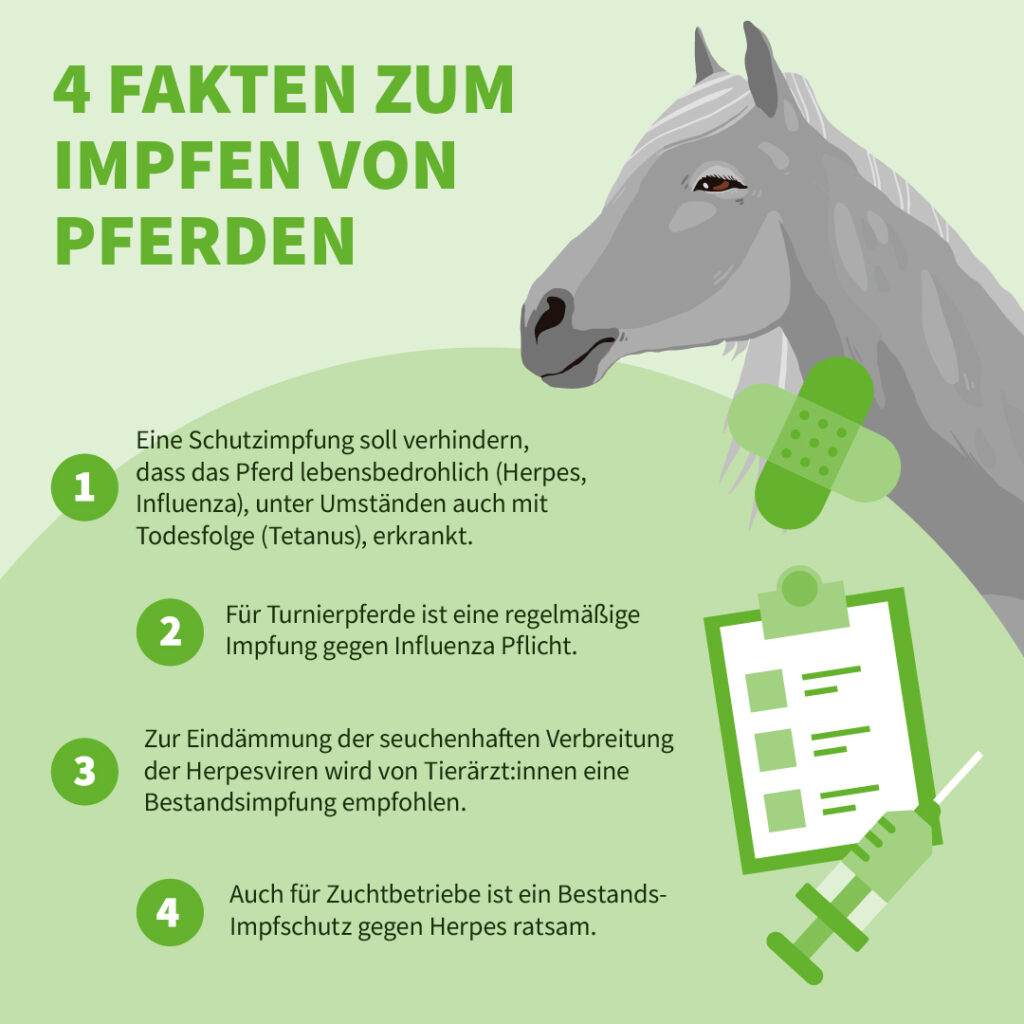 Uelzener Infografik: 4 Fakten zum Impfen von Pferden.