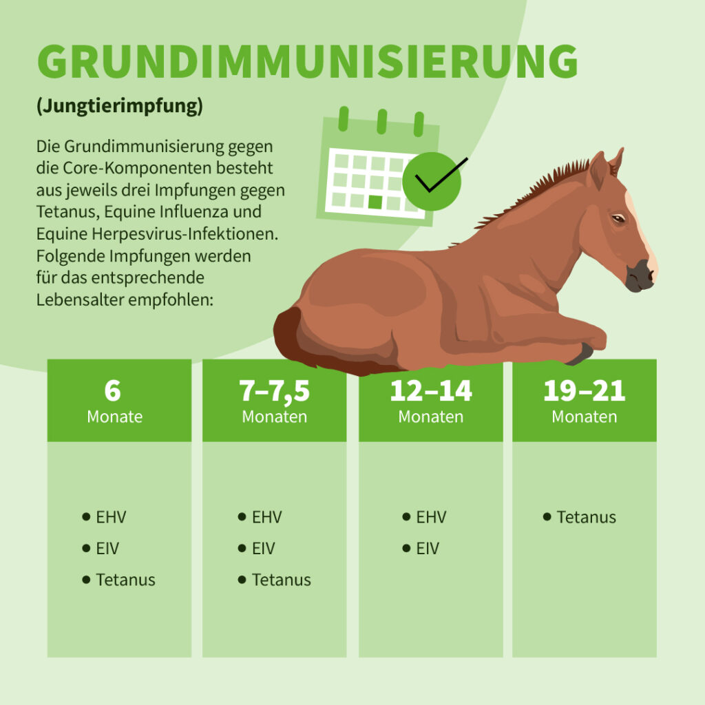 Uelzener-Infografik: Grundimmunisierung für Fohlen