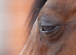 Braunes Pferd mit geschwollenem Auge.