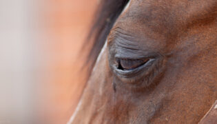 Braunes Pferd mit geschwollenem Auge.
