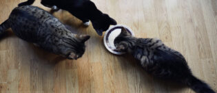 Drei Katzen trinken aus einer Schale. Eine der Katzen hat etwas Übergewicht.