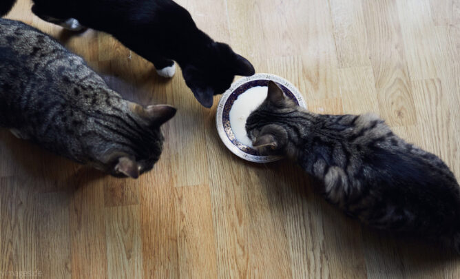 Drei Katzen trinken aus einer Schale. Eine der Katzen hat etwas Übergewicht.