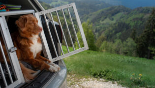 Hund im Hundebox fürs Auto.