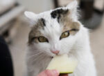 Katze frisst ein Stück Melone.