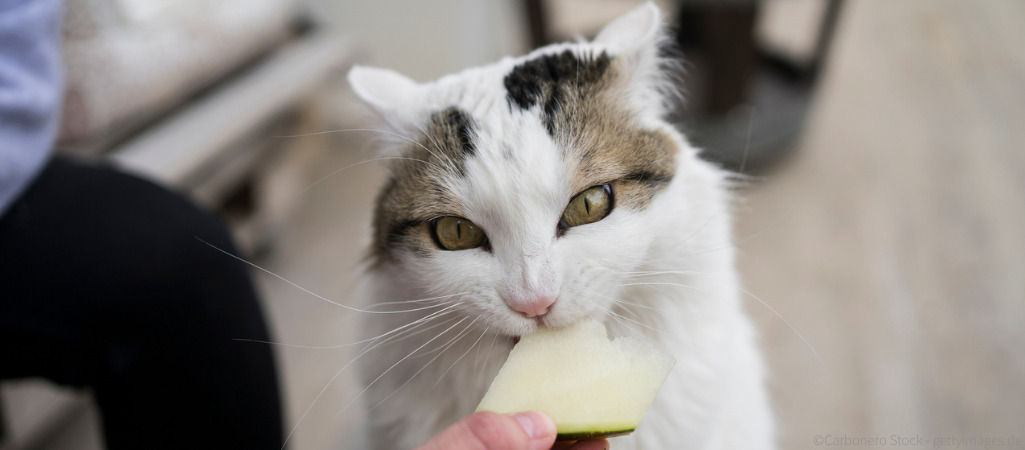 Katze frisst ein Stück Melone.