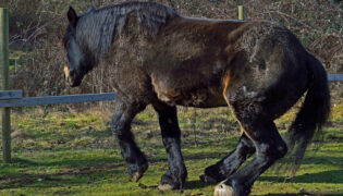 Pferd mit Wobbler-Syndrom knickt mit den Hinterbeinen ein.