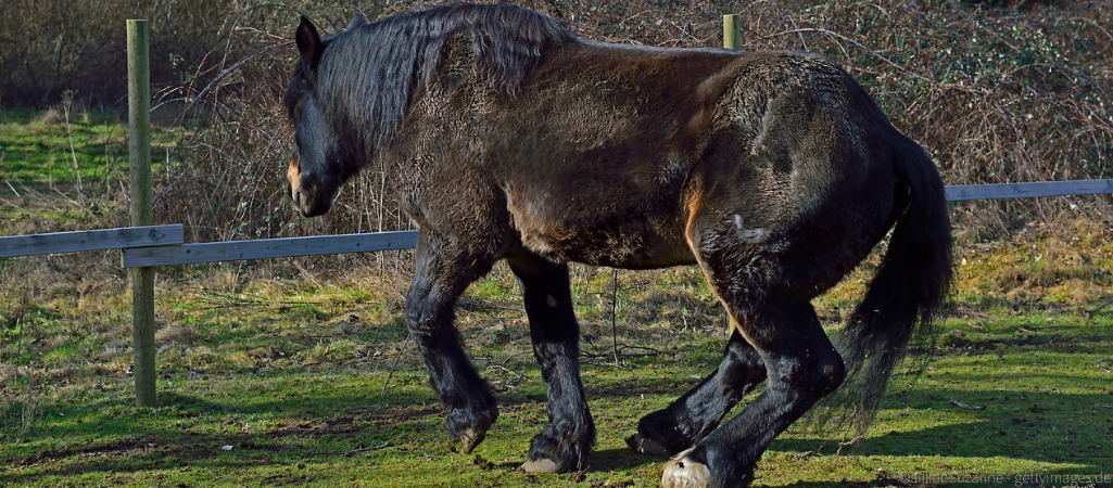 Pferd mit Wobbler-Syndrom knickt mit den Hinterbeinen ein.