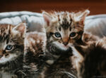Auf einem grauen Kissen sitzen mehrere kleine bräunliche Kitten zusammen