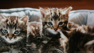 Auf einem grauen Kissen sitzen mehrere kleine bräunliche Kitten zusammen