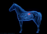 Schaubild eines Pferdes mit Fokus auf die Nieren.