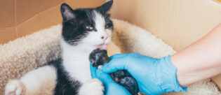 Katze leckt neugeborenes Kätzchen sauber.