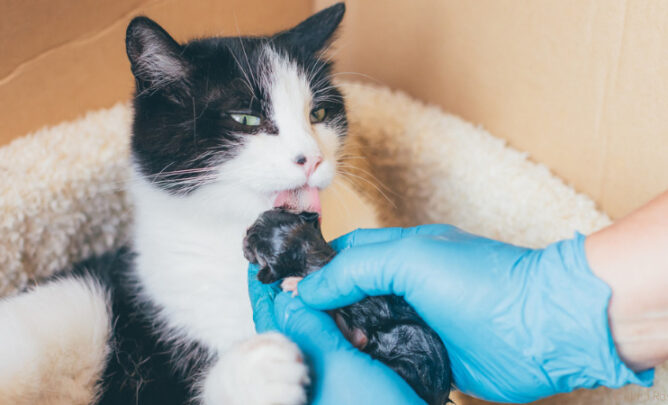 Katze leckt neugeborenes Kätzchen sauber.