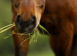 Pferd in Nahaufnahme kaut Gras. Welches Futter ist gut geeignet für den Muskelaufbau bei Pferden?