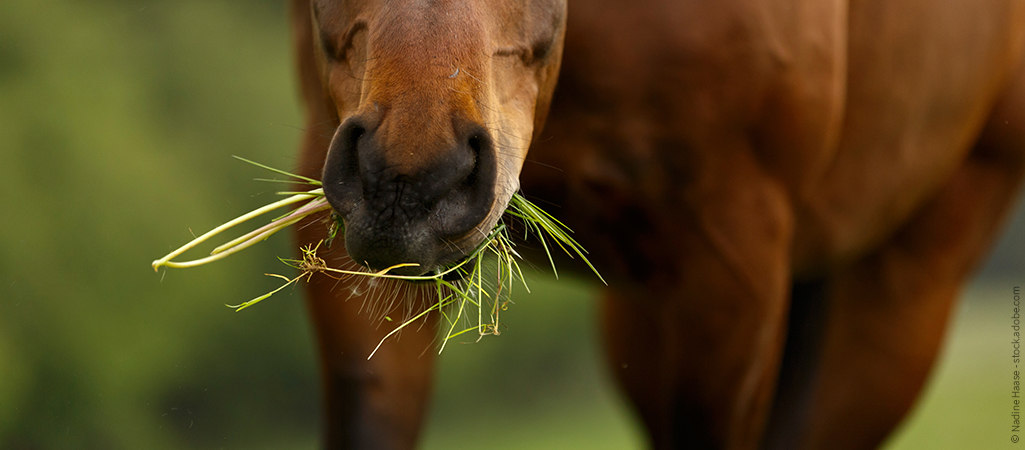 Pferd in Nahaufnahme kaut Gras. Welches Futter ist gut geeignet für den Muskelaufbau bei Pferden?
