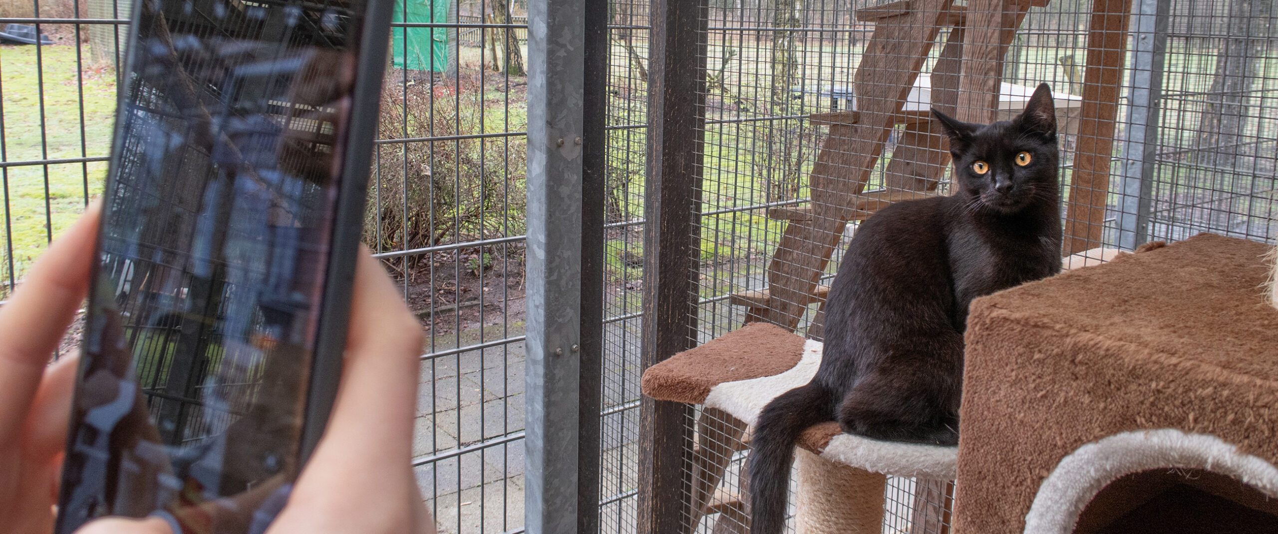 Eine schwarze Katze aus dem Tierheim Hodenhagen wird von einem Handy gefilmt