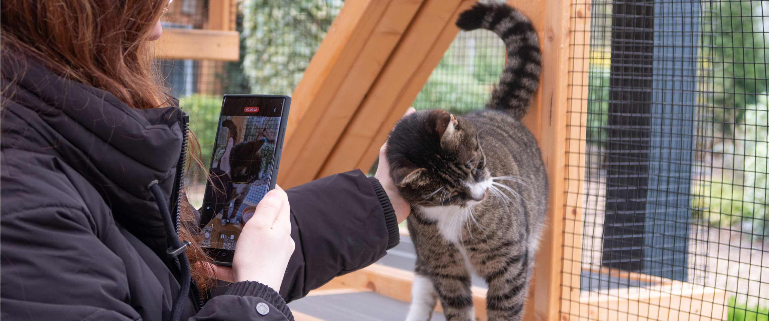 Getigerte Katze im Tierheim Oldenburg wird gestreichelt und dabei mit dem Handy gefilmt