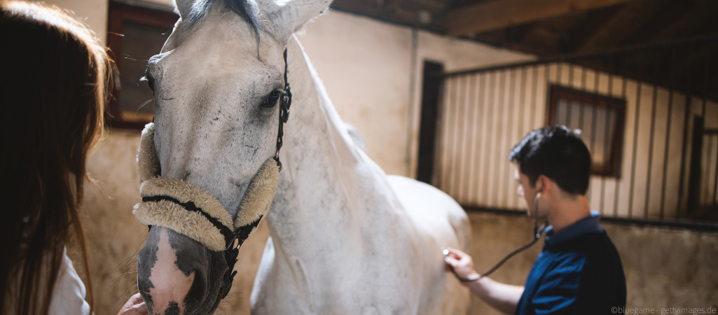 Arzt untersucht Pferd auf Ataxie