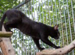 Schwarze Katze im Aussengehege.