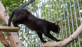 Schwarze Katze im Aussengehege.
