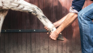 Mann untersucht Pferd auf die Verletzung Ballentritt.