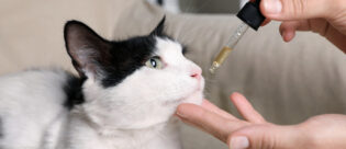 Katze bekommt Lachsöl per Pipette verabreicht.