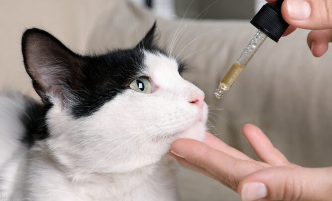 Katze bekommt Lachsöl per Pipette verabreicht.
