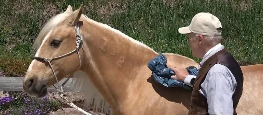 Peter Kreinberg berührt ein Pferd am Hals mit einer Plastiktüte.
