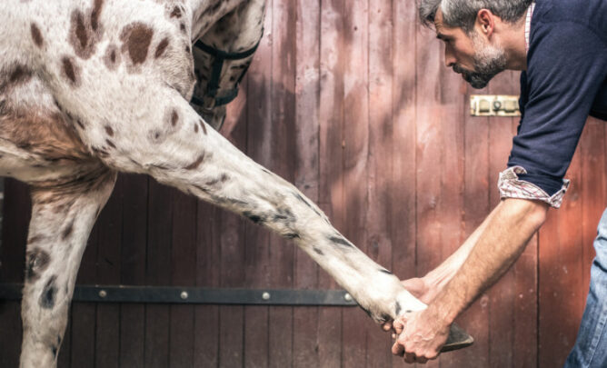 Arzt untersucht Pferd auf Sehnenentzündung.