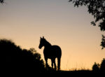 Pferd in der Abendsonne.