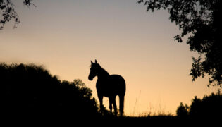 Pferd in der Abendsonne.
