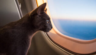 Katze schaut aus einem Flugzeugfenster.
