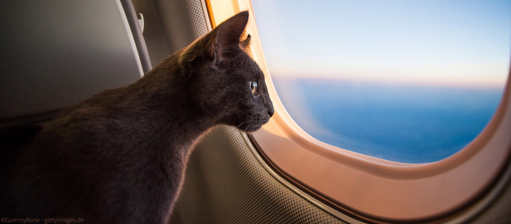 Katze schaut aus einem Flugzeugfenster.