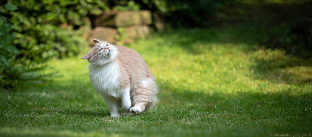 Katze bekommt im Garten einen Epilepsie-Anfall.