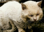 Weiße Katze mit FIV-Symptomen.