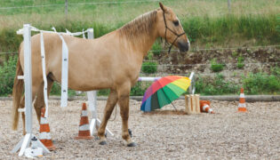 Pferd beim Horse Agility Training.