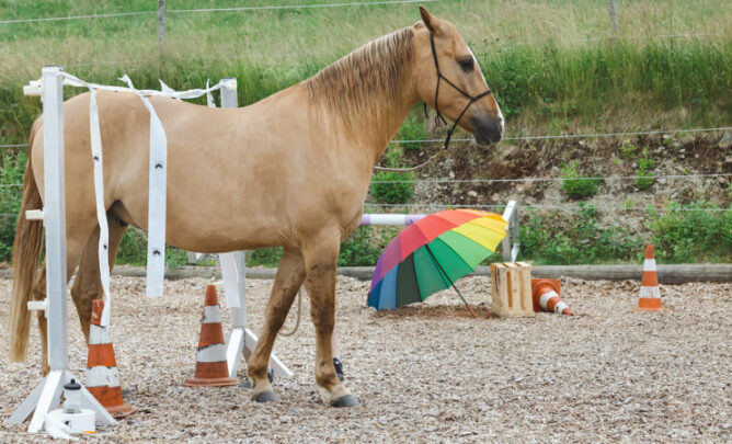 Pferd beim Horse Agility Training.