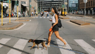 Hund auf heißem Asphalt in der Stadt.