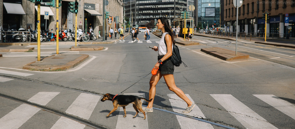 Hund auf heißem Asphalt in der Stadt.