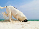 Hund buddelt am Strand und frisst Sand.