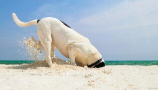 Hund buddelt am Strand und frisst Sand.