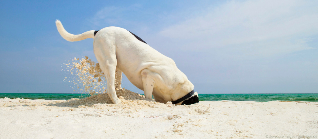 Hund buddelt am Strand und frisst Sand.