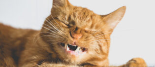 Orangene Katze mit abgebrochem Eckzahn.