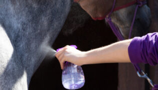 Pferd an Sprühflasche gewöhnen.