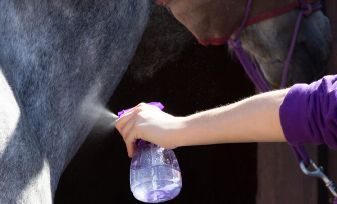 Pferd an Sprühflasche gewöhnen.