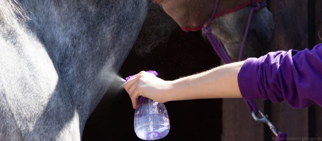 Pferd an Sprühflasche gewöhnen.