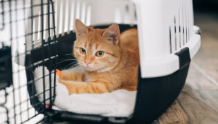 Katze in Transportbox.