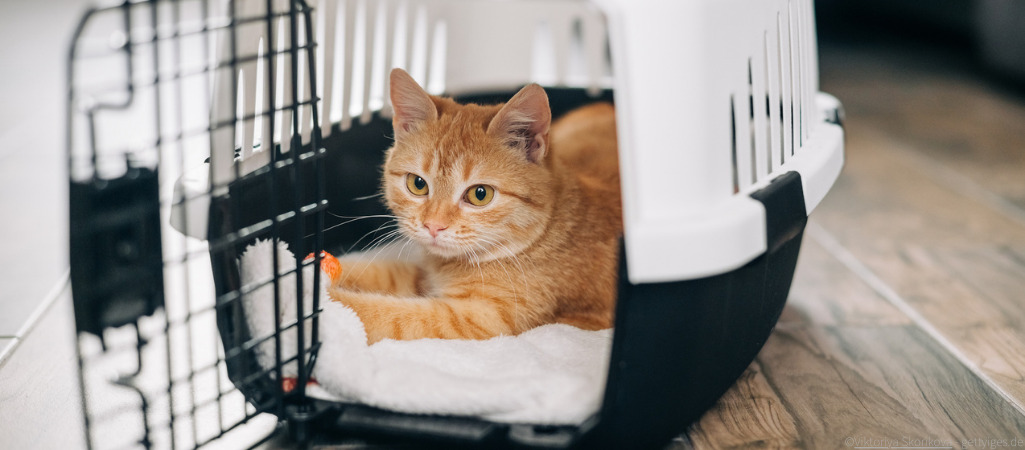 Katze in Transportbox.