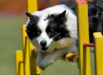 Top-Hunderassen für Agility